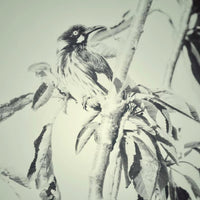 New Holland Honeyeater (Limited Edition Print)