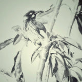 New Holland Honeyeater (Limited Edition Print)