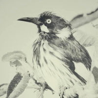 New Holland Honeyeater  (Limited Edition Print)