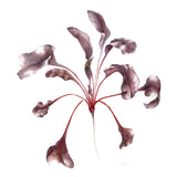 Limited Edition Botanical Prints by Catherine Freemantle