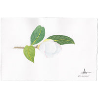 Watercolour Greeting Card pack