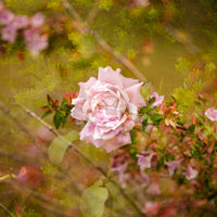 Tea Rose 'Garden of Love'  Series (Limited Edition Print)
